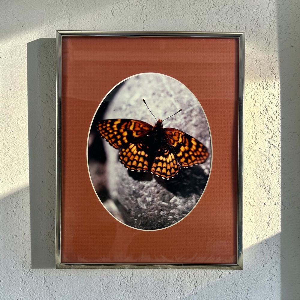 Vintage Butterfly Moth Forest Framed Art Nature Photography Silver Metal Frame